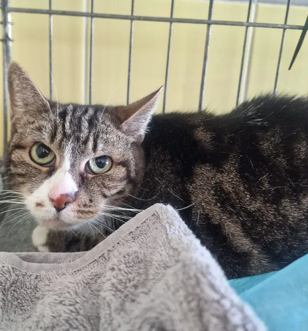 Kot do adopcji, Wrocław, 24 marca 2026