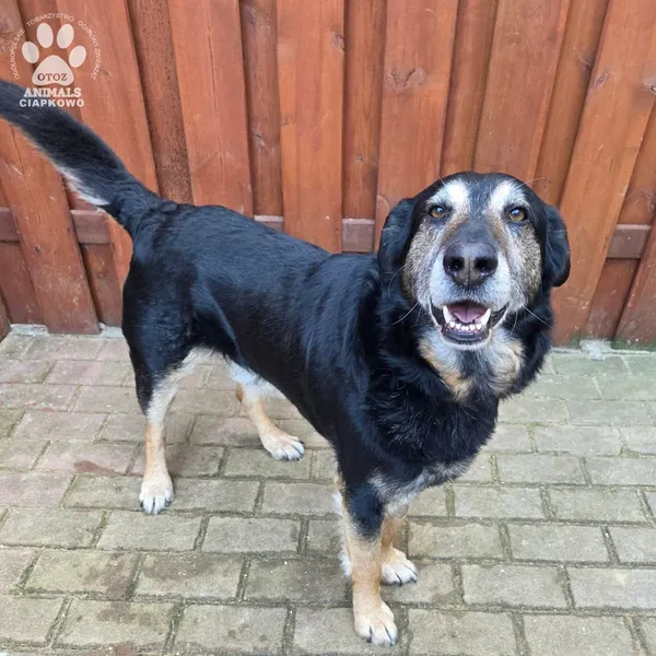 Pies do adopcji, Gdynia, 27 marca 2026 (2/5)