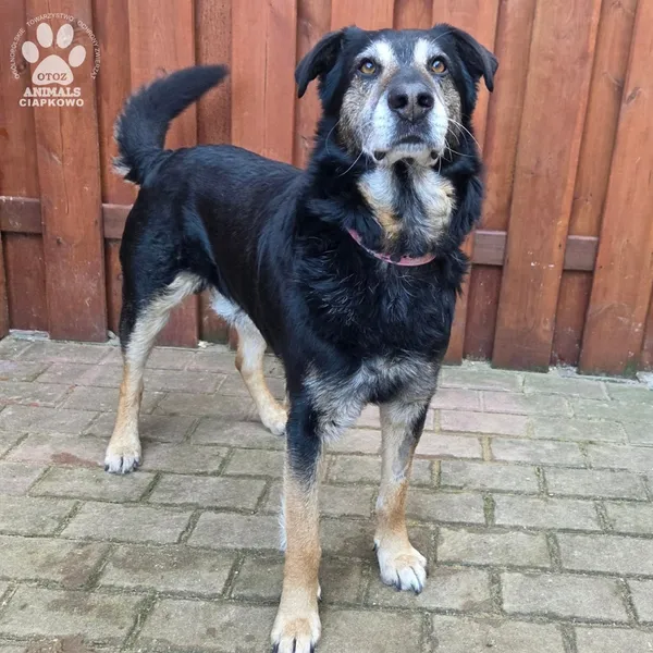 Pies do adopcji, Gdynia, 27 marca 2026 (3/5)