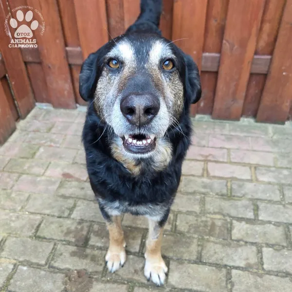 Pies do adopcji, Gdynia, 27 marca 2026 (5/5)