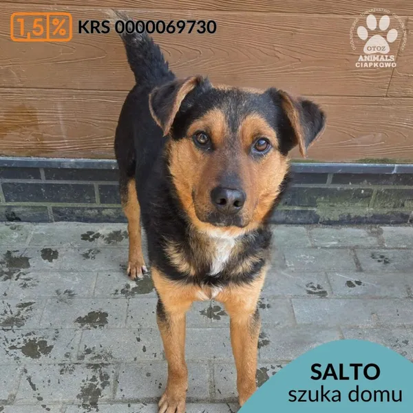 Pies do adopcji, Gdynia, 27 marca 2026 (1/2)