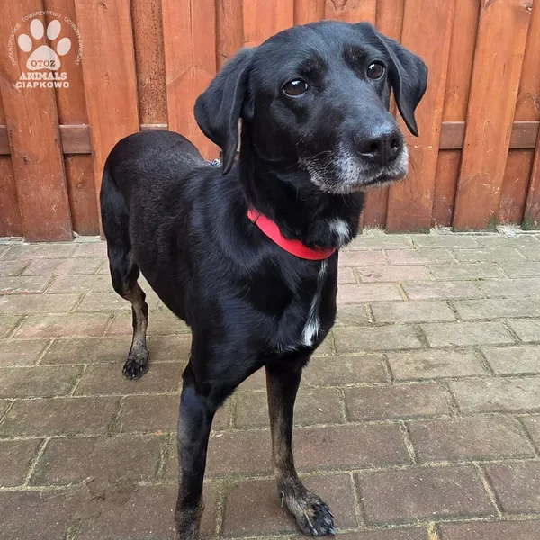 Pies do adopcji, Gdynia, 27 marca 2026 (2/5)