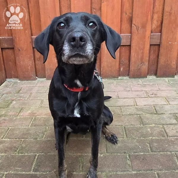 Pies do adopcji, Gdynia, 27 marca 2026 (5/5)
