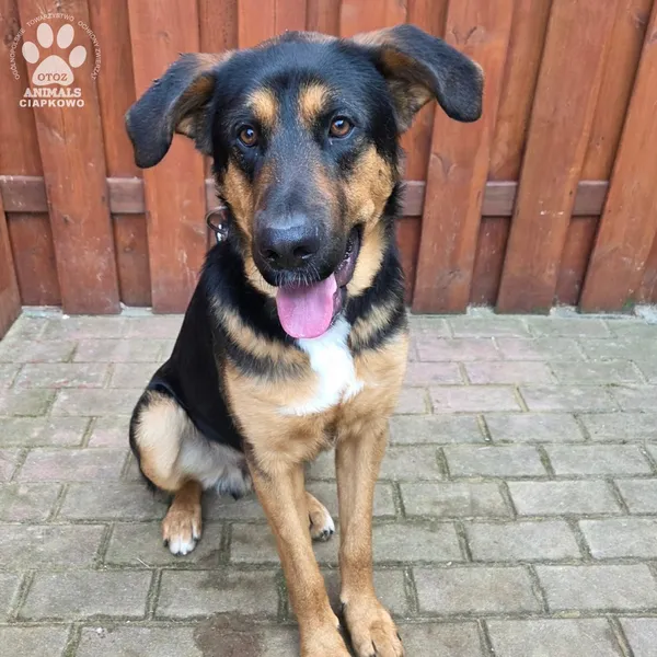 Pies do adopcji, Gdynia, 27 marca 2026 (2/2)