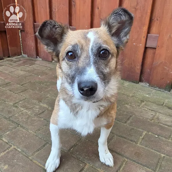 Pies do adopcji, Gdynia, 27 marca 2026 (2/4)