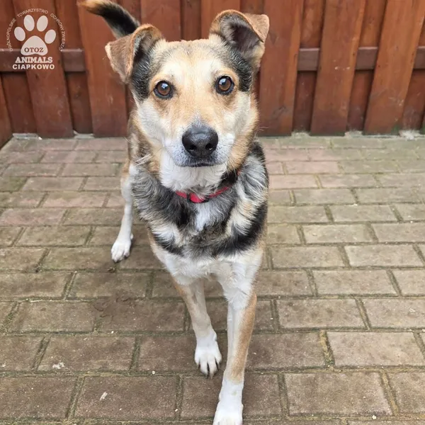 Pies do adopcji, Gdynia, 27 marca 2026 (2/5)