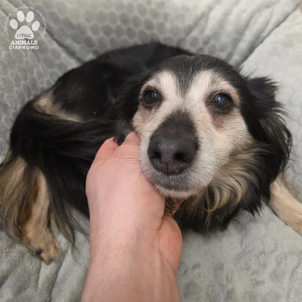 Pies do adopcji, Gdynia, 27 marca 2026 (2/2)