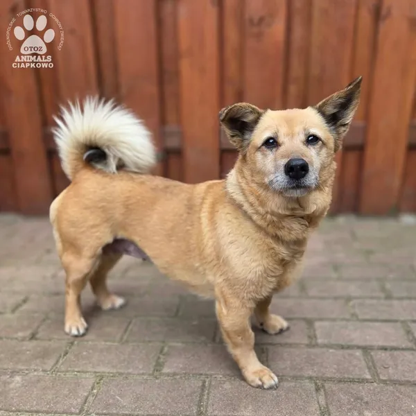 Pies do adopcji, Gdynia, 27 marca 2026 (2/5)