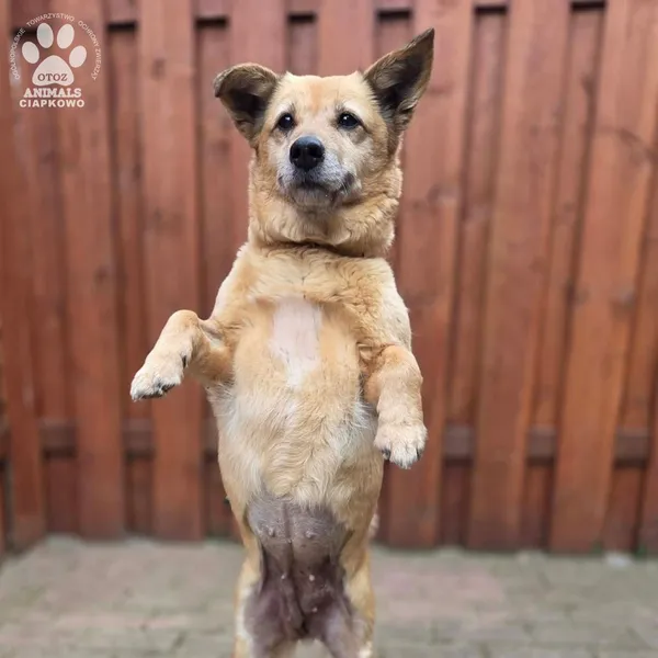 Pies do adopcji, Gdynia, 27 marca 2026 (3/5)