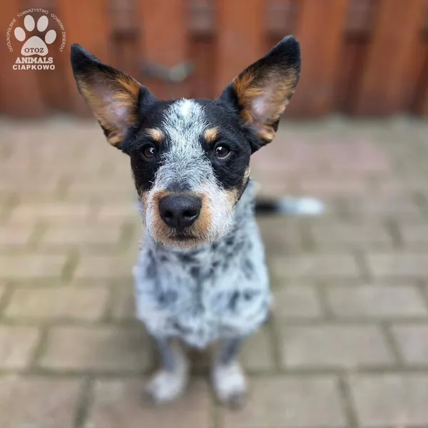 Pies do adopcji, Gdynia, 27 marca 2026 (3/5)