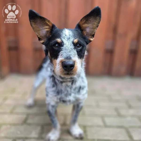 Pies do adopcji, Gdynia, 27 marca 2026 (4/5)