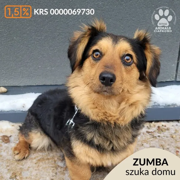 Pies do adopcji, Gdynia, 27 marca 2026 (1/2)