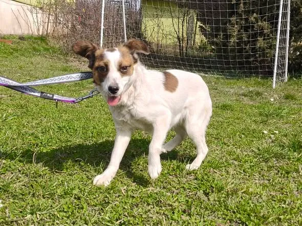 Pies do adopcji, Ropczyce, 27 marca 2026