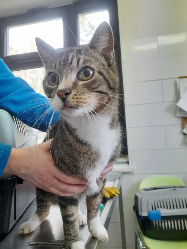 Kot do adopcji, Olsztyn, 12 marca 2026 (1/2)