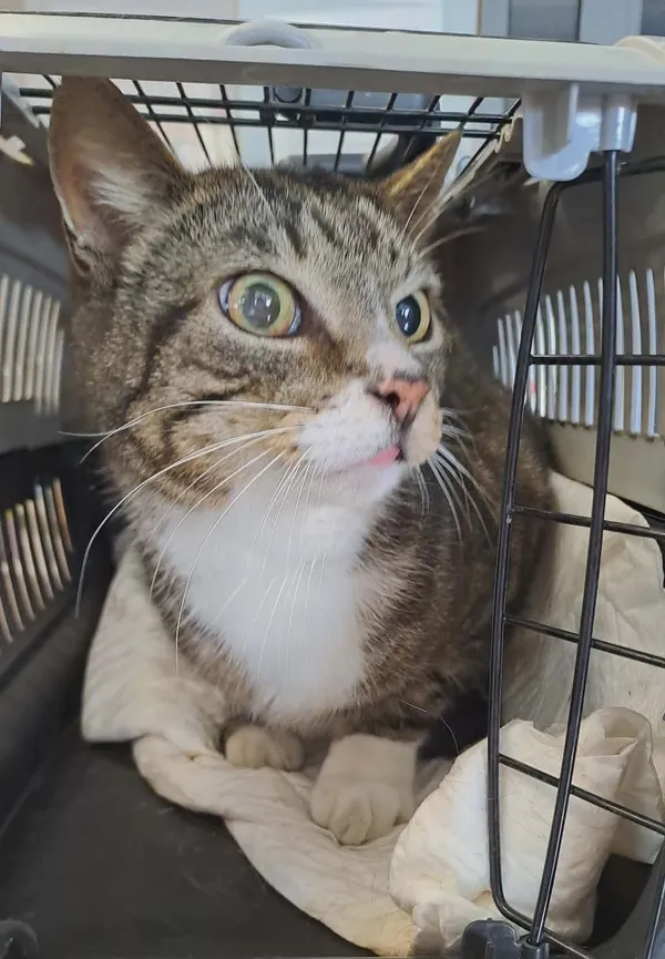 Kot do adopcji, Olsztyn, 12 marca 2026 (2/2)