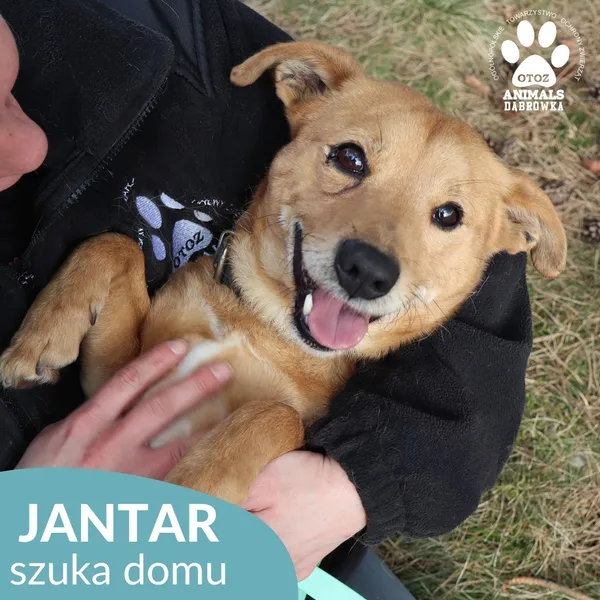 Pies do adopcji, Dąbrówka, 27 marca 2026 (1/4)