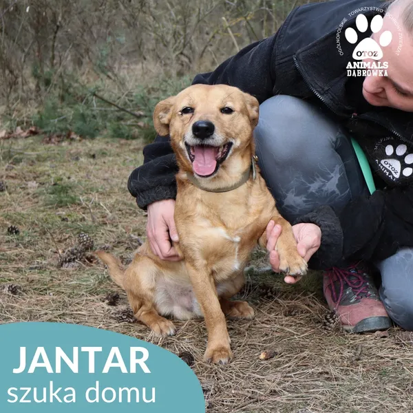 Pies do adopcji, Dąbrówka, 27 marca 2026 (3/4)