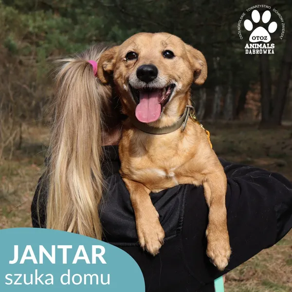 Pies do adopcji, Dąbrówka, 27 marca 2026 (4/4)