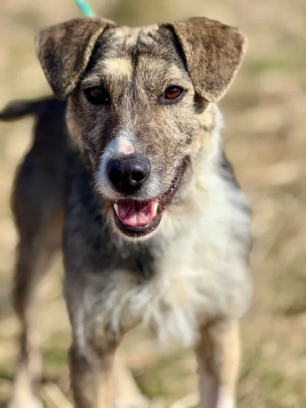 Pies do adopcji, Jelenia Góra, 7 marca 2026 (1/3)