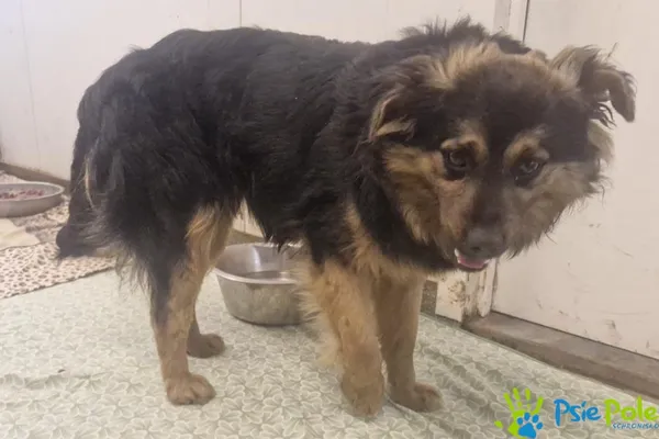 Znaleziono psa, Racławice, 16 marca 2026 (4/5)