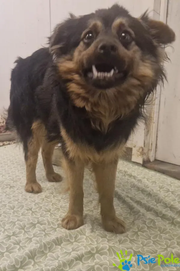 Znaleziono psa, Racławice, 16 marca 2026 (5/5)