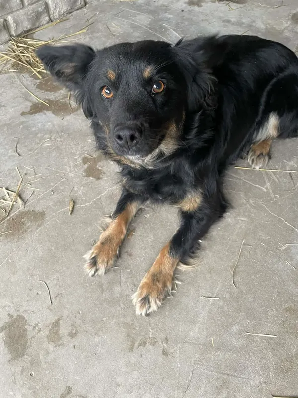 Pies do adopcji, Zgierz, 27 marca 2026 (2/3)