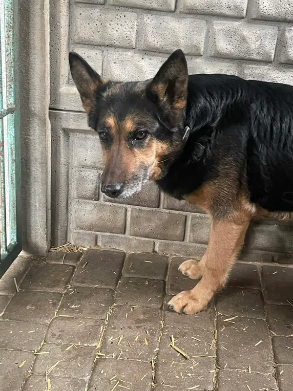 Pies do adopcji, Zgierz, 27 marca 2026 (1/2)