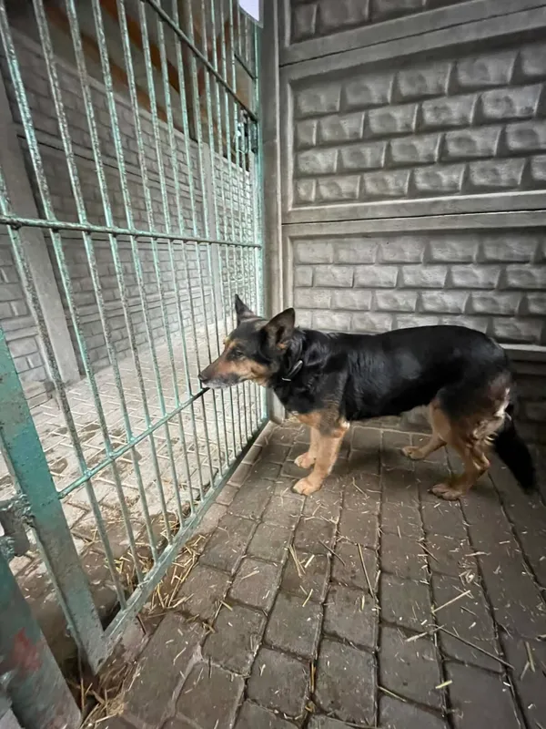 Pies do adopcji, Zgierz, 27 marca 2026 (2/2)