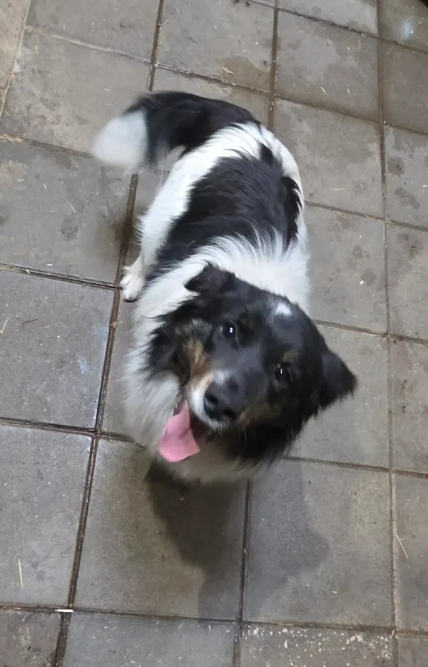 Pies do adopcji, Zgierz, 27 marca 2026 (1/5)