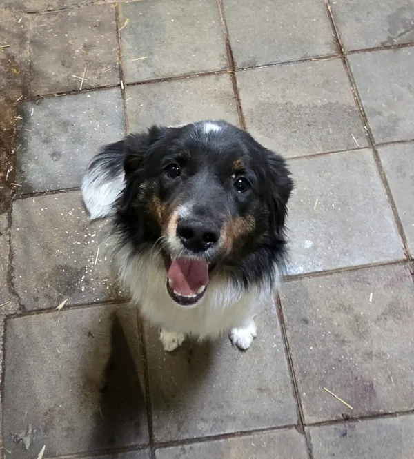 Pies do adopcji, Zgierz, 27 marca 2026 (2/5)