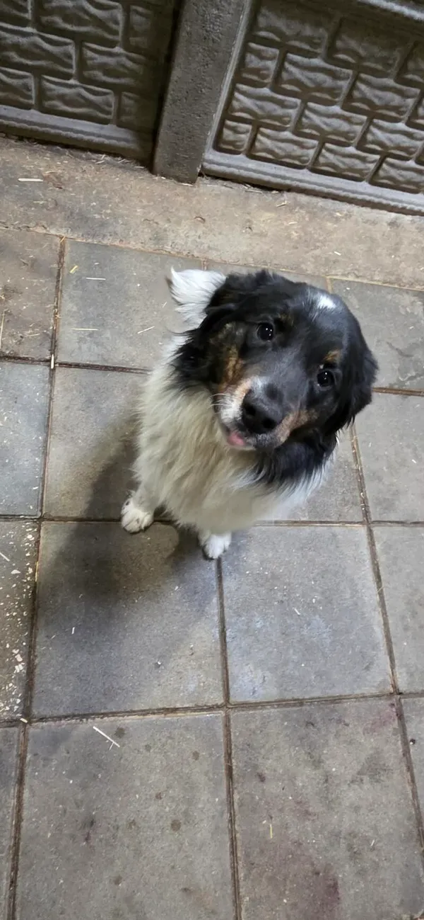 Pies do adopcji, Zgierz, 27 marca 2026 (3/5)