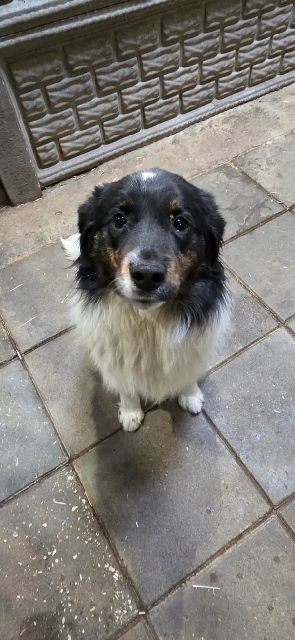 Pies do adopcji, Zgierz, 27 marca 2026 (5/5)