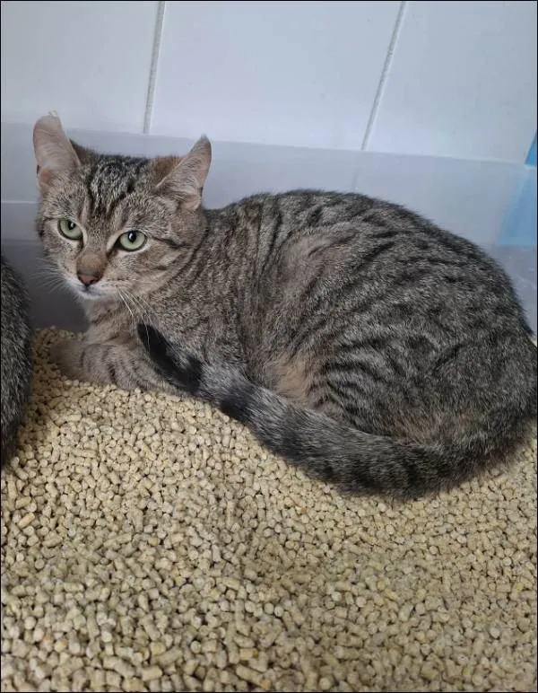 Znaleziono kota, Grudziądz, 26 marca 2026