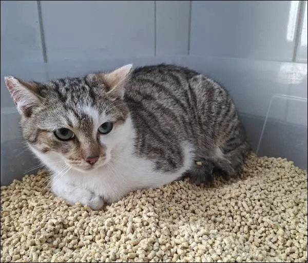 Znaleziono kota, Grudziądz, 26 marca 2026