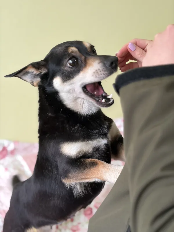 Pies do adopcji, Bełchatów, 25 lutego 2026 (2/5)