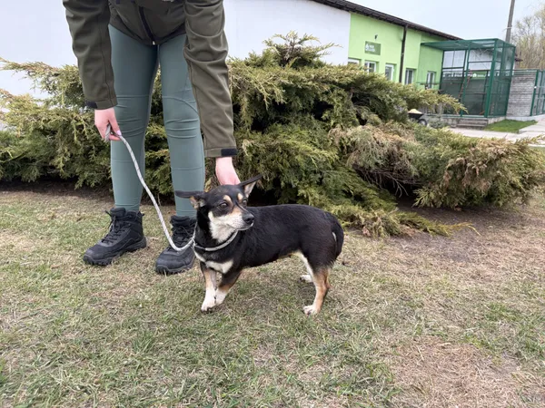 Pies do adopcji, Bełchatów, 25 lutego 2026 (3/5)