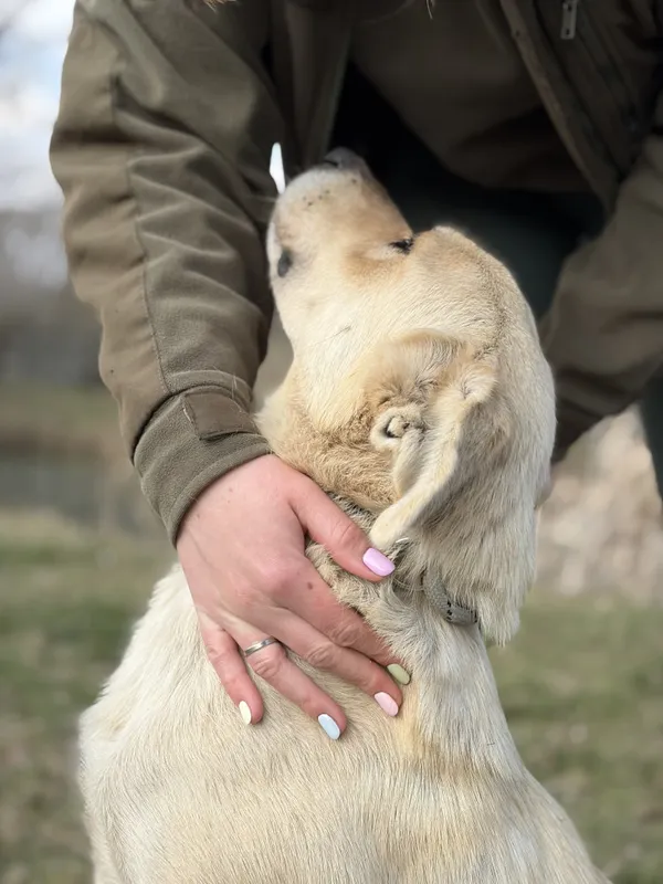 Pies do adopcji, Bełchatów, 28 lutego 2026 (1/5)