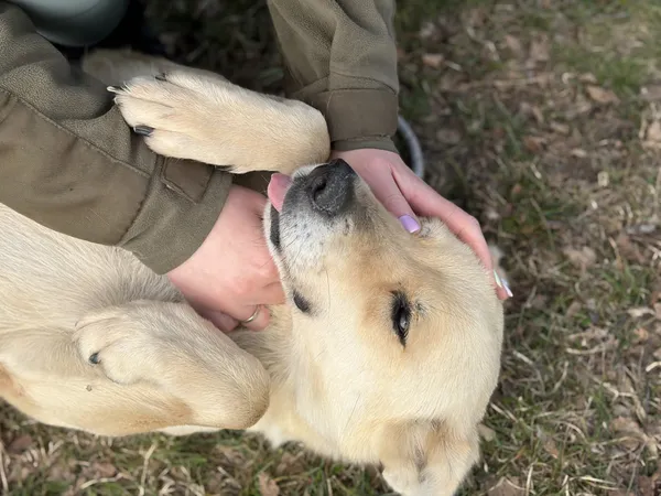 Pies do adopcji, Bełchatów, 28 lutego 2026 (4/5)