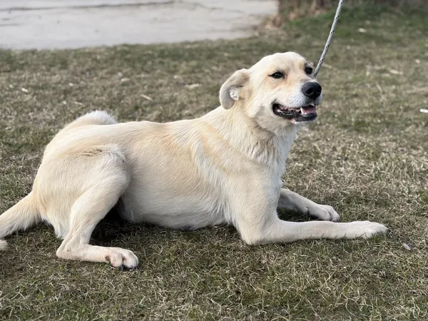 Pies do adopcji, Bełchatów, 28 lutego 2026 (5/5)