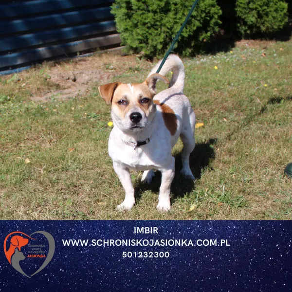 Znaleziono psa, Ciosny, 4 września 2025