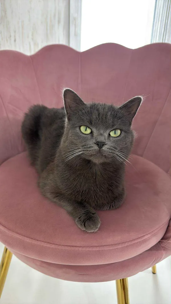 Zaginął kot, Kielce, 28 marca 2026 (1/2)