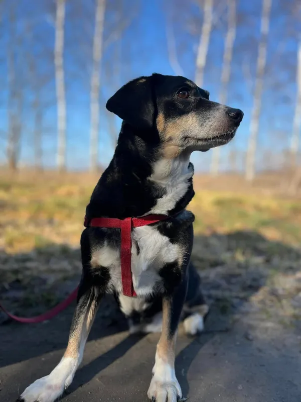 Oddam psa, Warszawa, Nowa Praga, 28 marca 2026 (1/2)