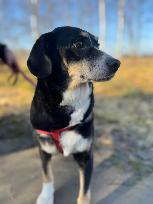 Oddam psa, Warszawa, Nowa Praga, 28 marca 2026 (2/2)