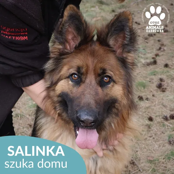 Pies do adopcji, Dąbrówka, 28 marca 2026 (2/4)
