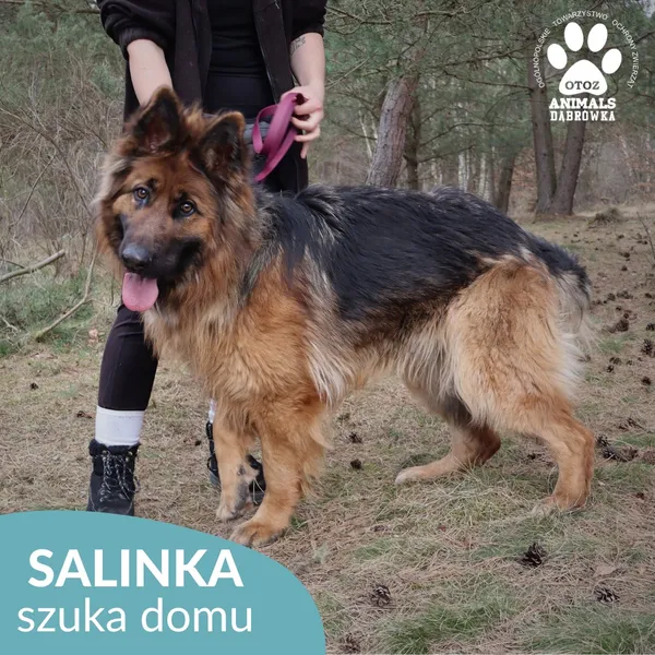 Pies do adopcji, Dąbrówka, 28 marca 2026 (3/4)