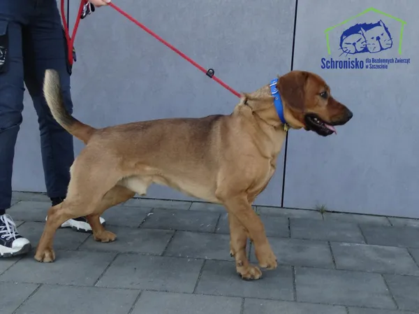 Znaleziono psa, Szczecin, 28 marca 2026 (2/2)