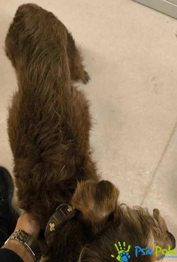 Pies do adopcji, Racławice, 23 marca 2026 (1/3)