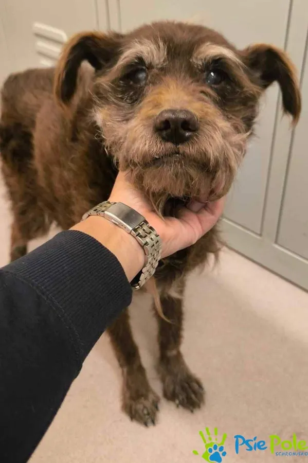 Pies do adopcji, Racławice, 23 marca 2026 (2/3)