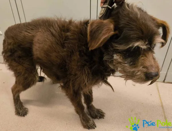 Pies do adopcji, Racławice, 23 marca 2026 (3/3)