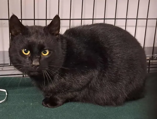 Znaleziono kota, Toruń, 21 marca 2026